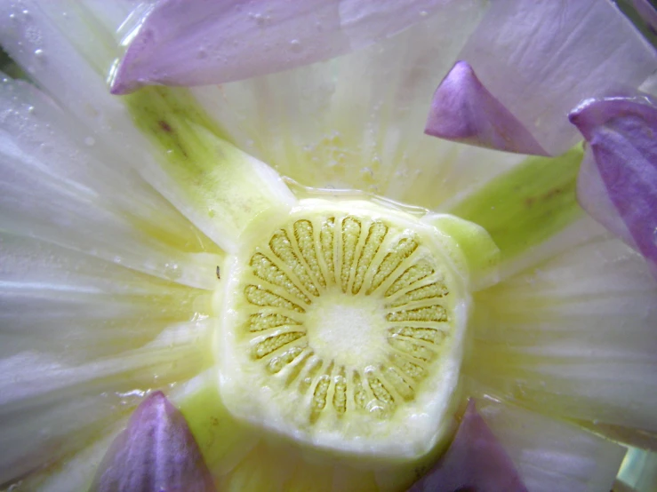 a close up po of a sliced flower