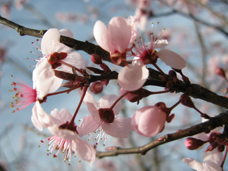 close up of nches and flowers with sky in the background