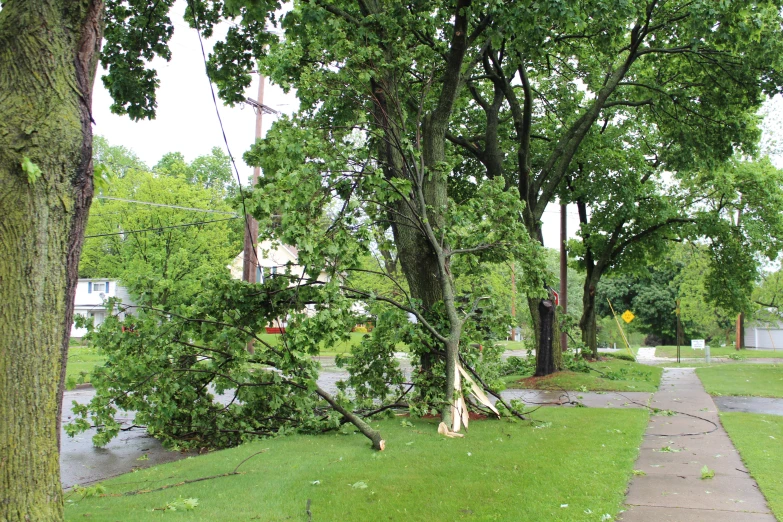 a downed tree blocking a sidewalk in the suburbs