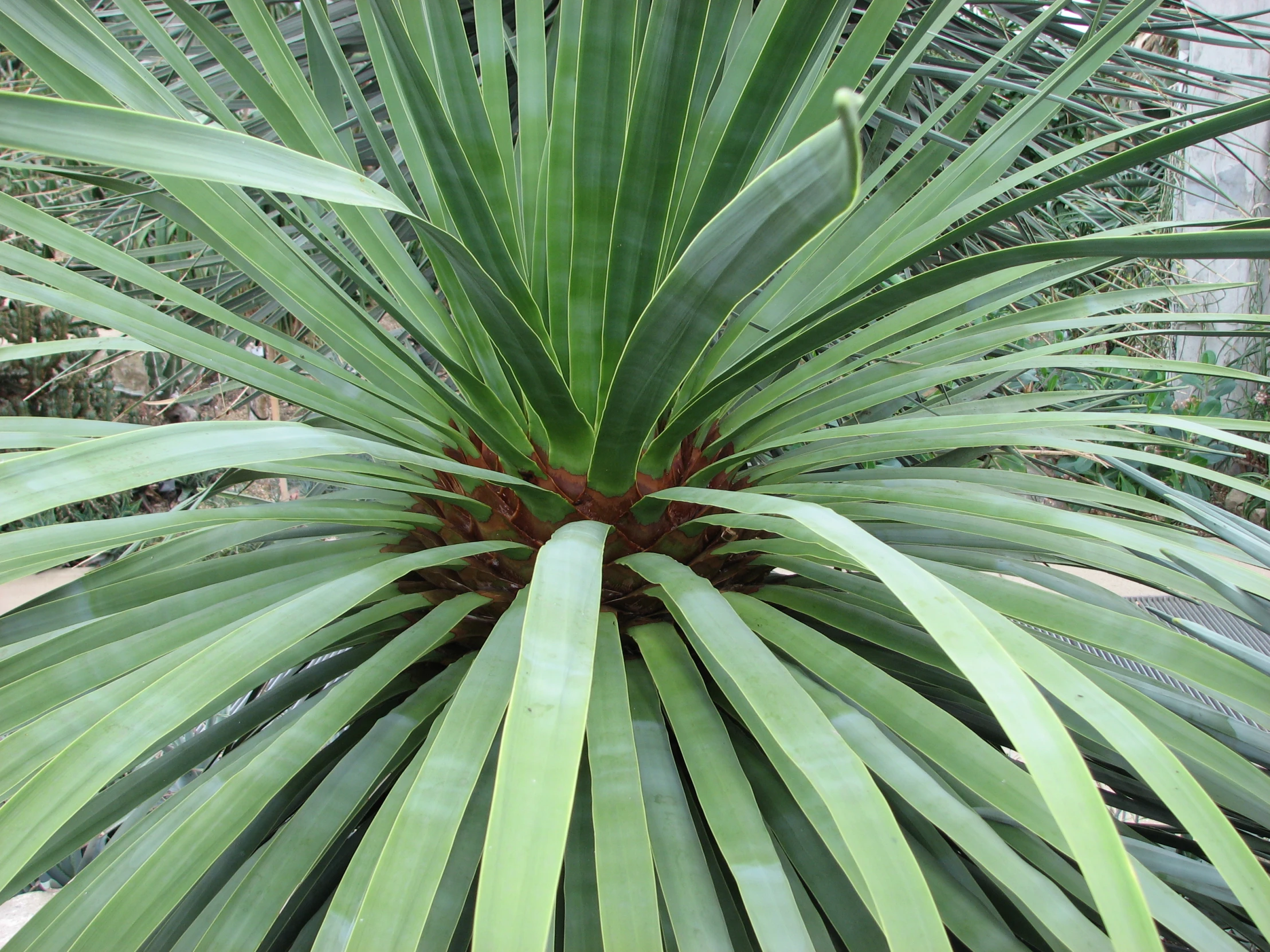 green leaves are in the middle of a plant