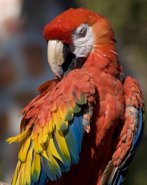 a red, yellow and blue parrot sitting on top of a nch