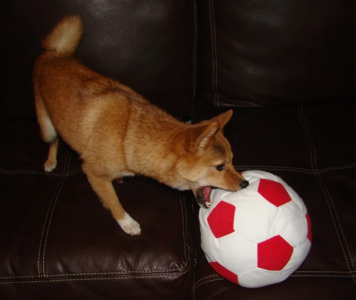 a cat that is playing with a soccer ball