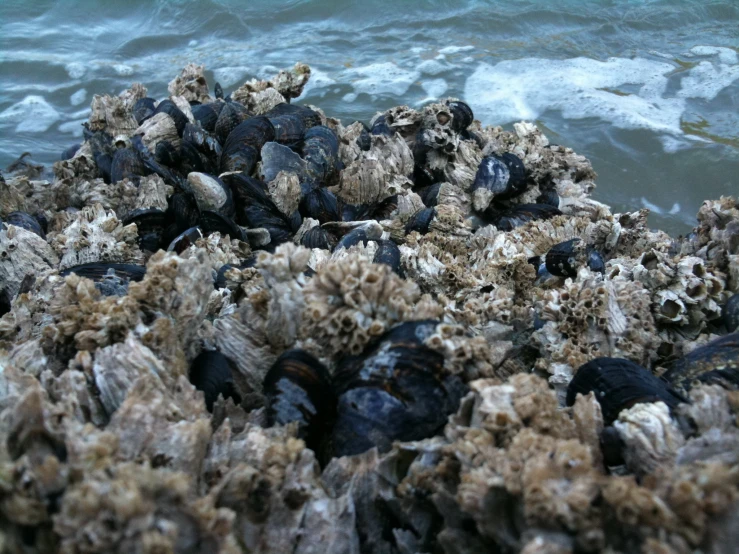 an abstract pograph of seaweed and rocks on the beach