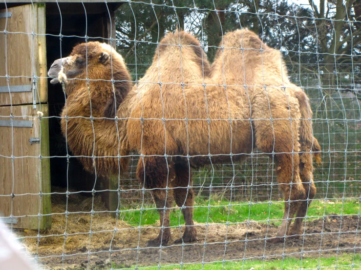 a camel standing in a cage by itself