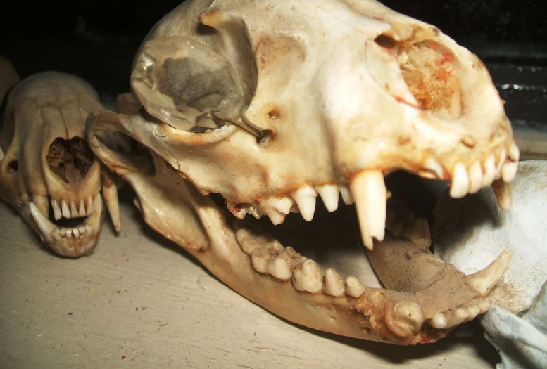 a po of an animal skull with a very scary face