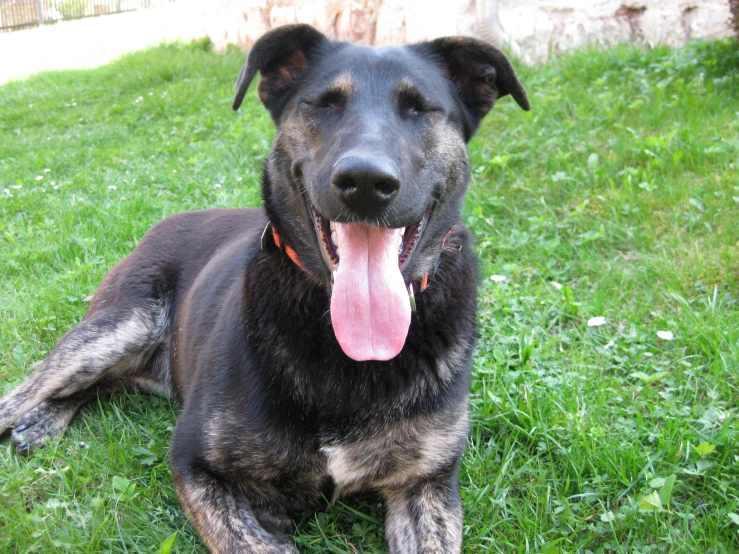 a dog with his tongue hanging out laying in the grass