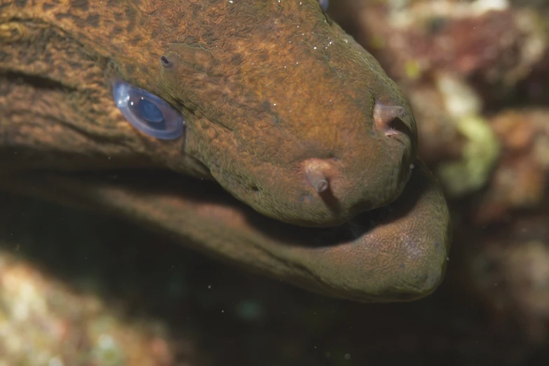 a close up image of the eye and nose of an animal