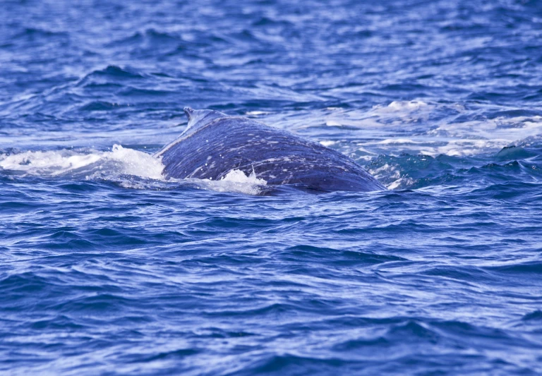 a humpback swims out on the ocean