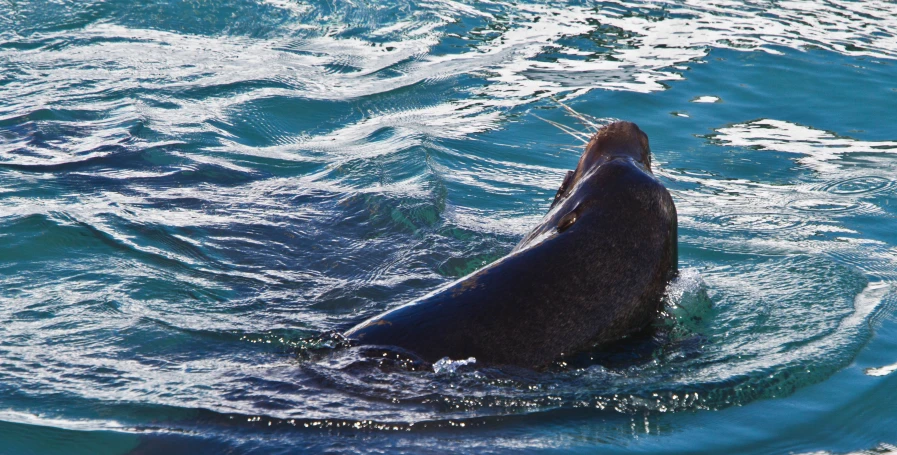 an elephant is swimming in the ocean alone