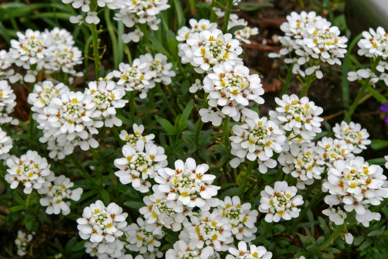 small white flowers with green stems grow near some grass