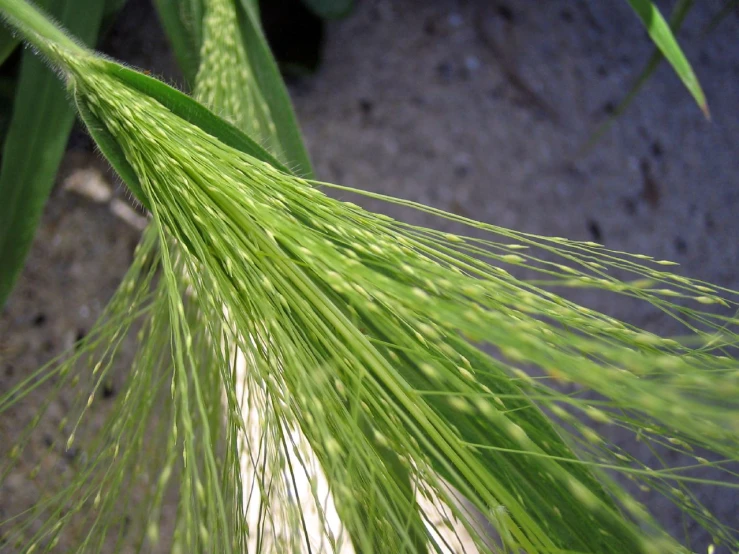 the large green long grass is next to the road