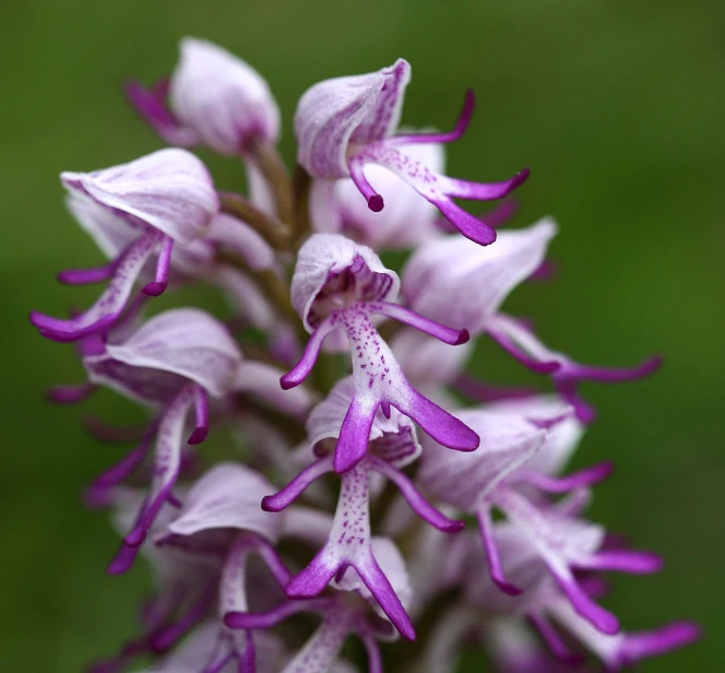 some purple flowers that are blooming in the grass