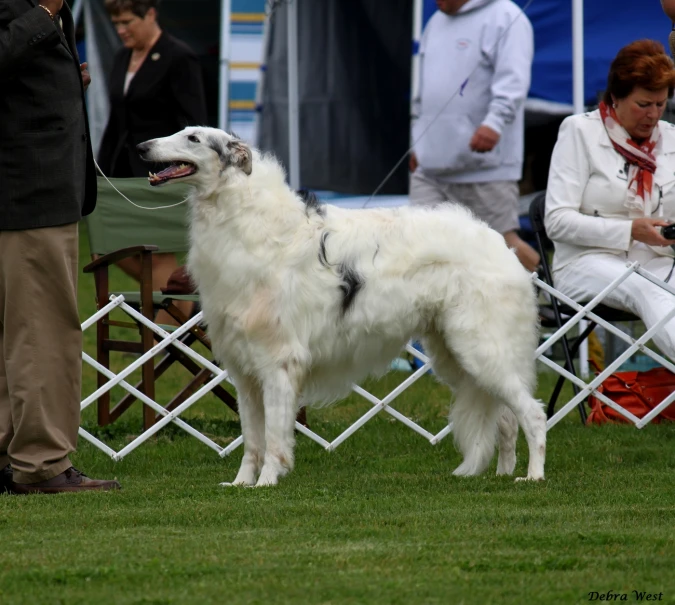 a large white dog standing on top of a field of grass