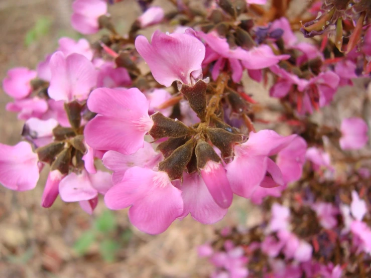 some very pretty flowers in a blurry picture