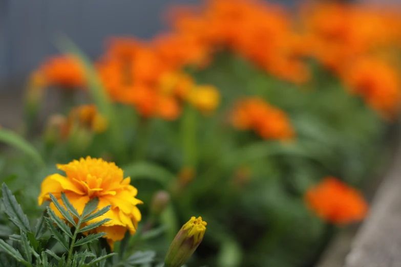 a garden that is full of orange flowers