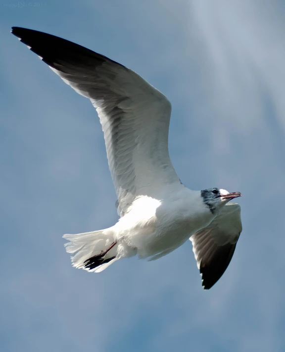 a seagull flying in the air on a clear day