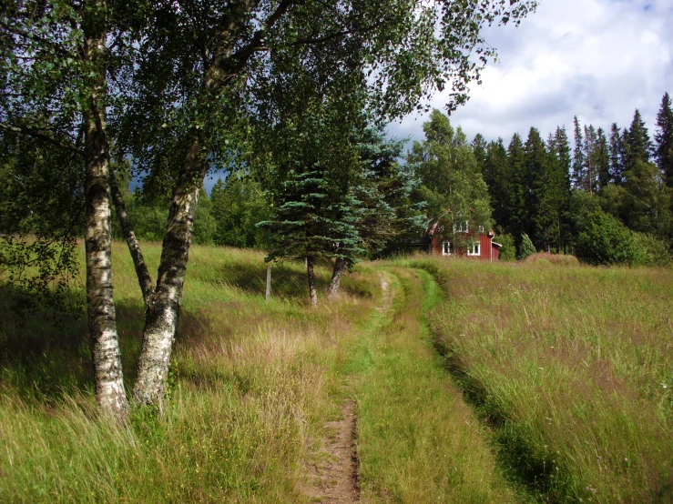 there is a trail going through the field