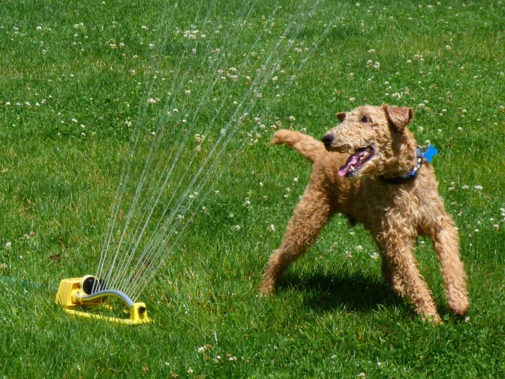 a dog plays in the green grass with water sprinkles