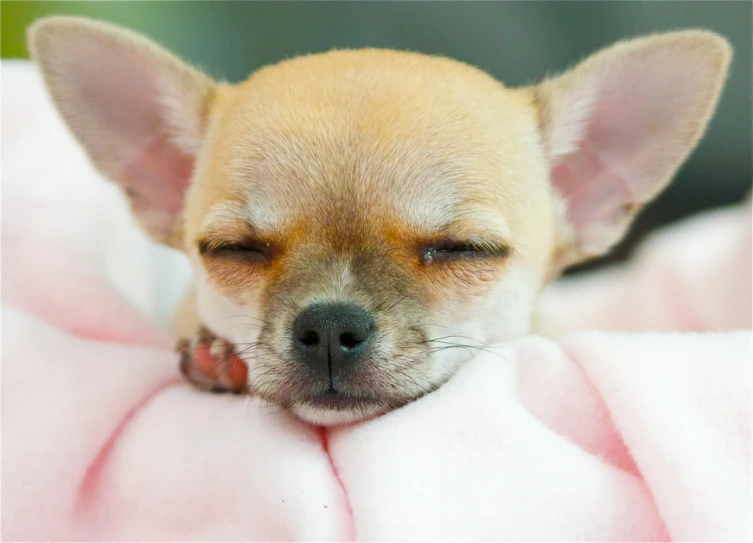 a small chihuahua rests its head on the soft material