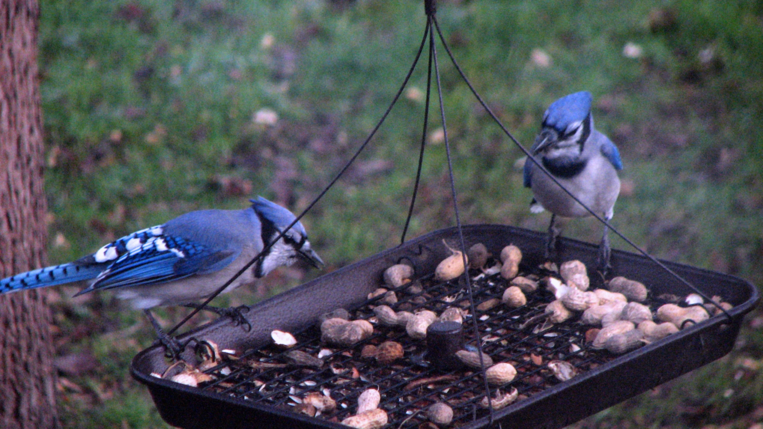 two blue jays in the garden eating out of the feeder