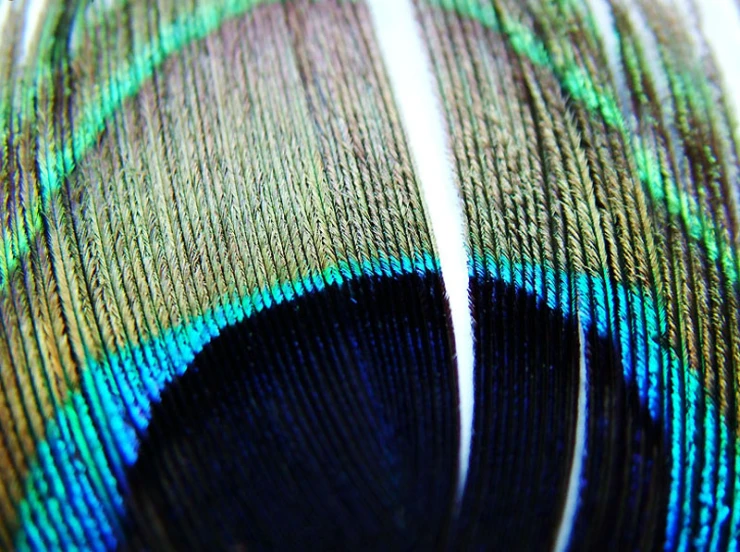 a peacock feather with a deep blue, turquoise, and green design