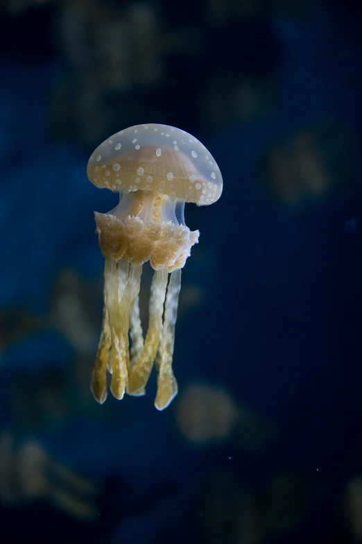 the underside view of a jellyfish in the ocean