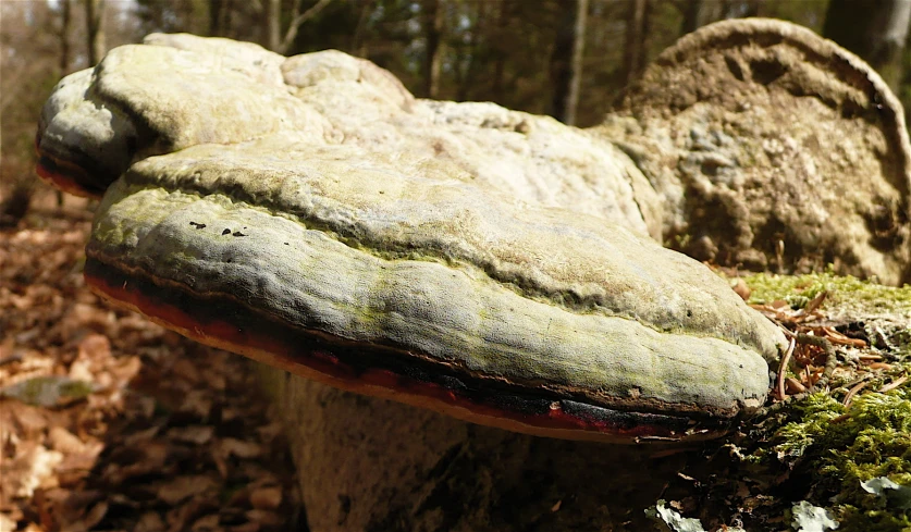 the tree stump has a licheny green top