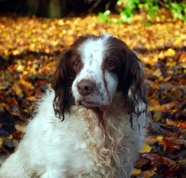 this is a dog sitting in a leafy area