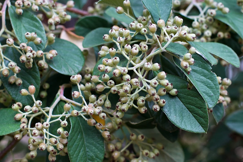 buds of an evergreen tree ready to be loaded with fruit