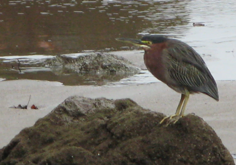 a bird is standing on a rock and murky in the water