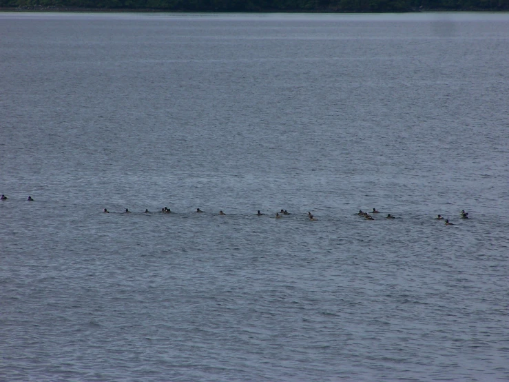 an image of several ducks floating in the water