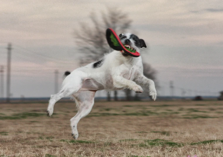 a dog jumping up to catch a frisbee