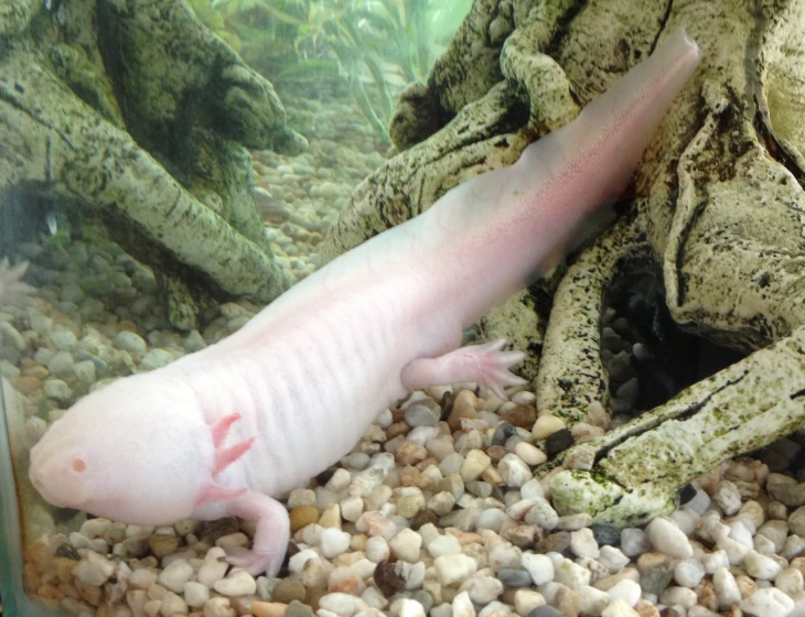 the large white fish is resting on the rock