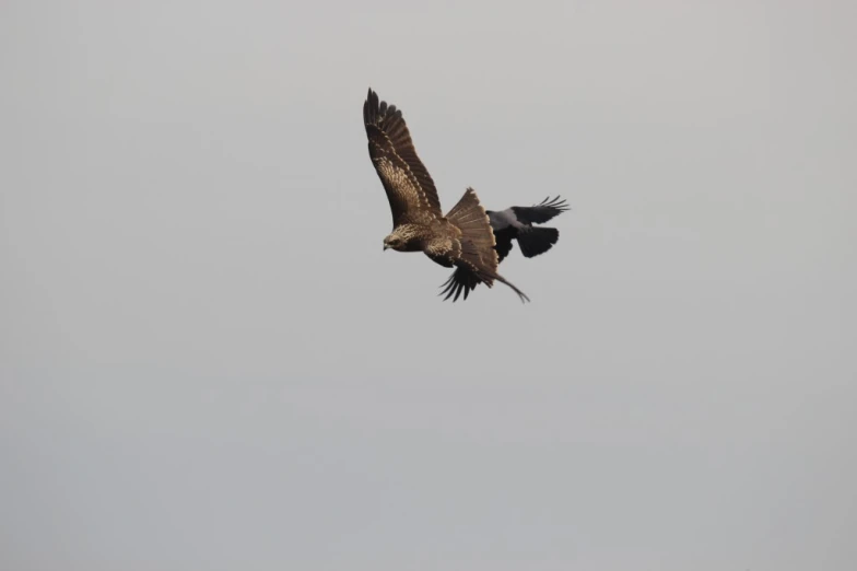 two birds are flying side by side in the sky