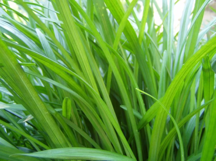 large green plant with lots of leaves in a field