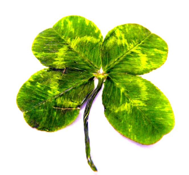 a four leaf clover is on a white background