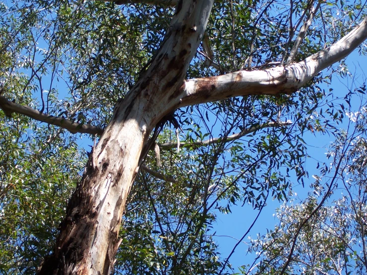 a bird is sitting on a nch at the top of a tree