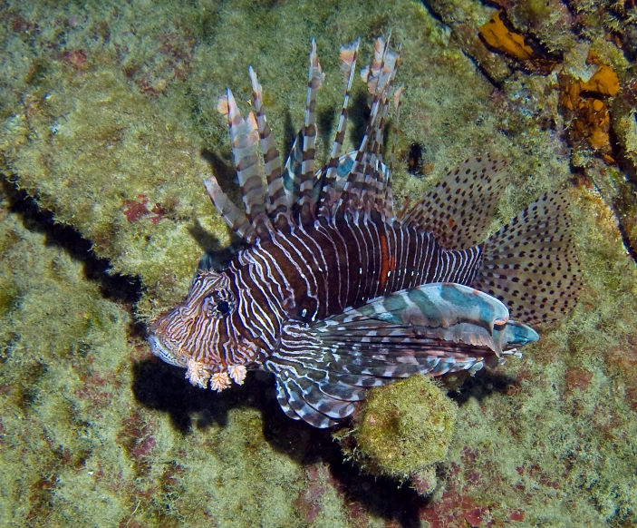 a lionfish in the middle of the ocean