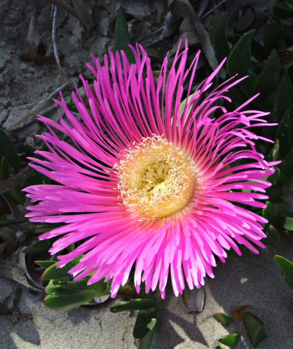 a pink flower blooming in the sand