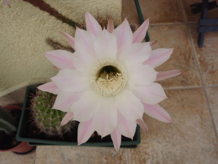 the large white flower is growing in the pot