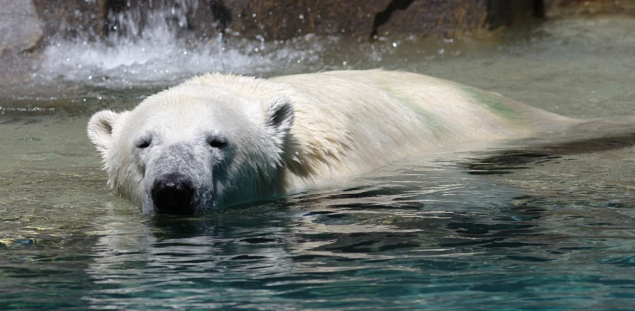 the polar bear swims in the water to cool off