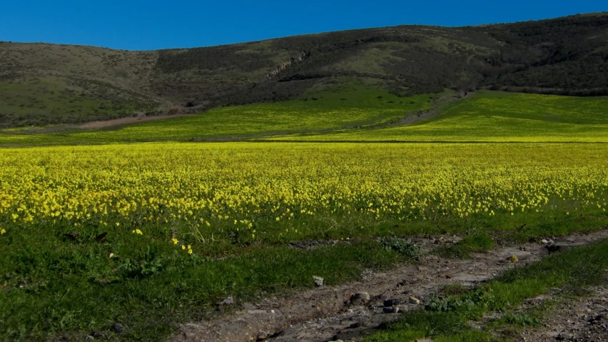 there is a large field with lots of flowers