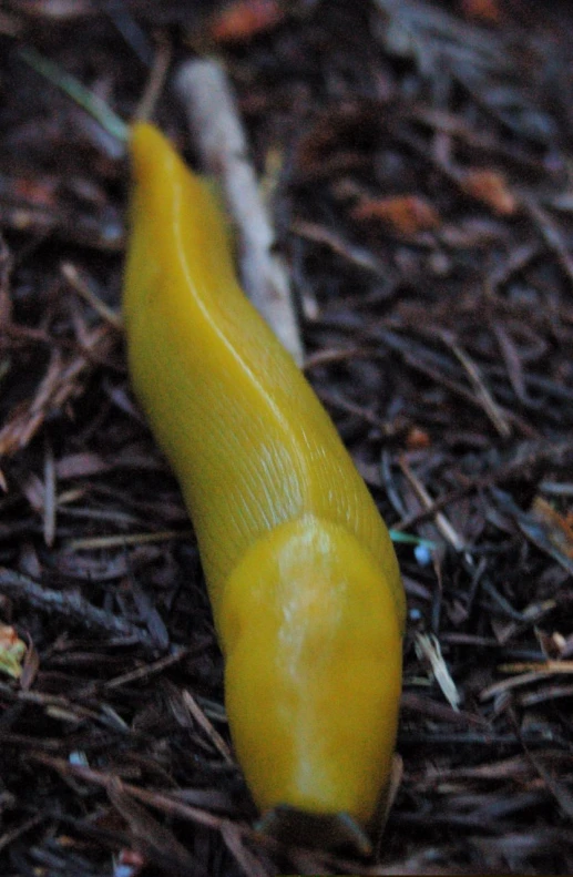 yellow seed laying on the ground in the woods