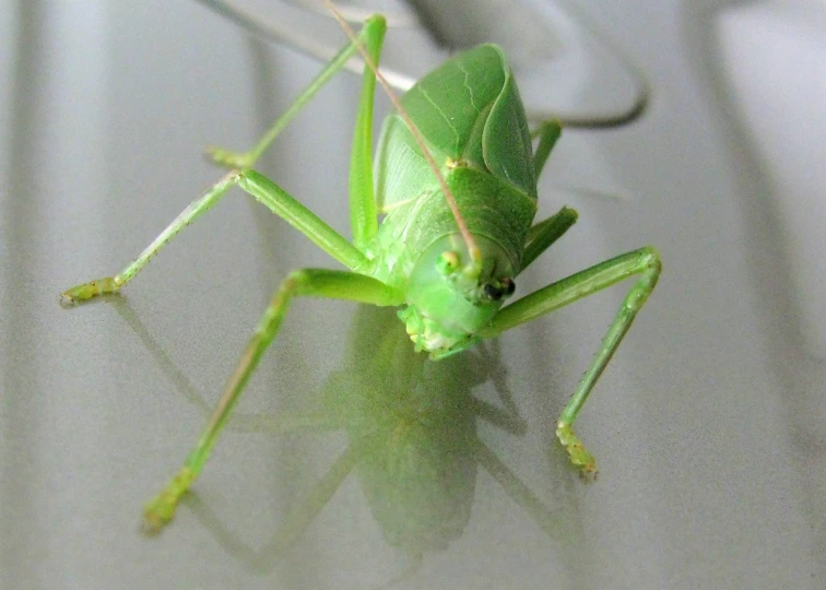 the green insect is sitting on the table