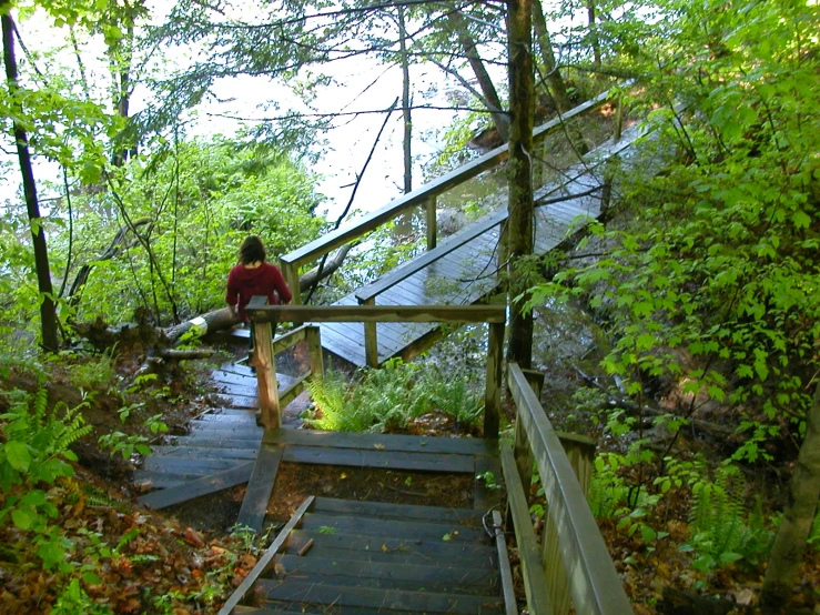 an image of stairs going down to the woods