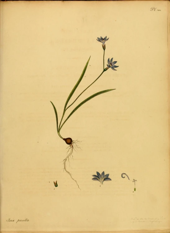 an antique botanical drawing shows flowers and leaves