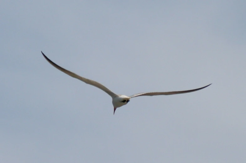 a large white seagull flying against a blue sky