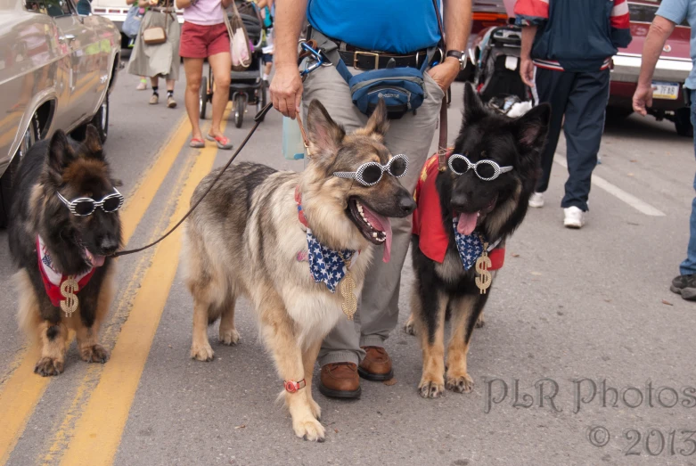a group of german shepard dogs wearing sunglasses walk in the street