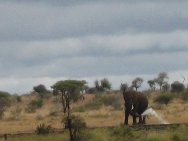 an elephant that is standing in the grass