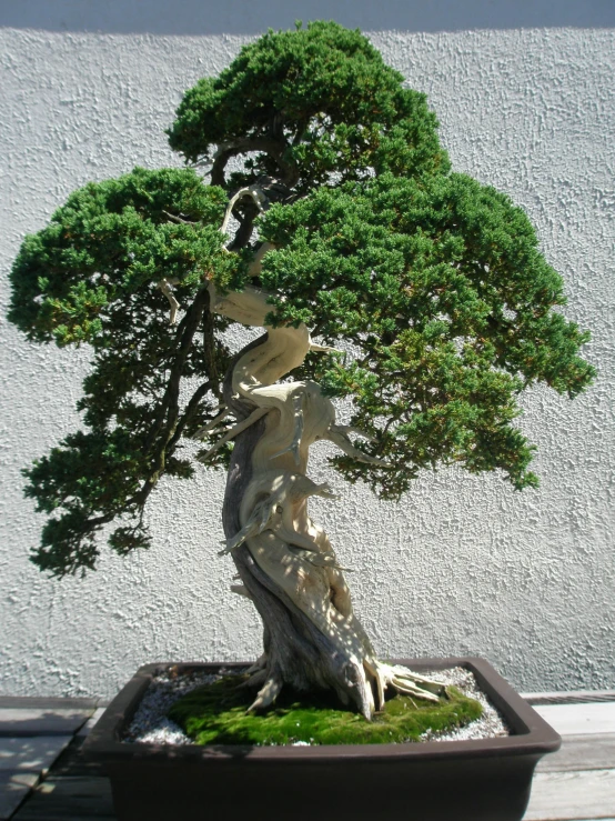 a bonsai tree in a plastic pot sits on the ground